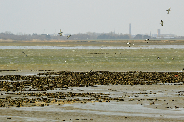 Muschelbänke im Borkumer Watt Muschelbänke im Borkumer Watt