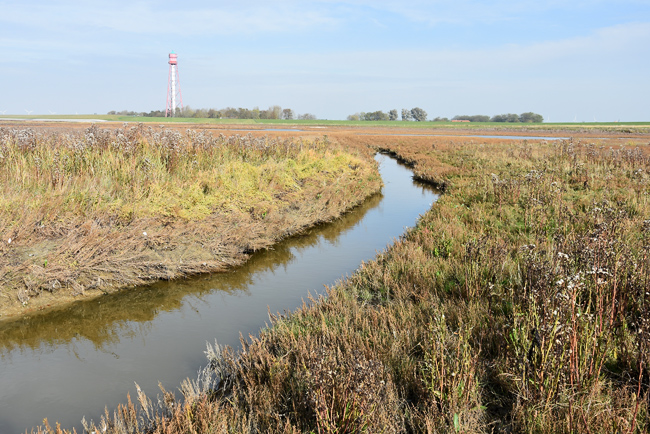 Neue Salzwiese Neue Salzwiese