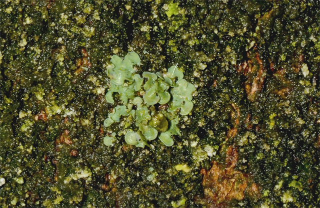 Normandina pulchella Normandina pulchella