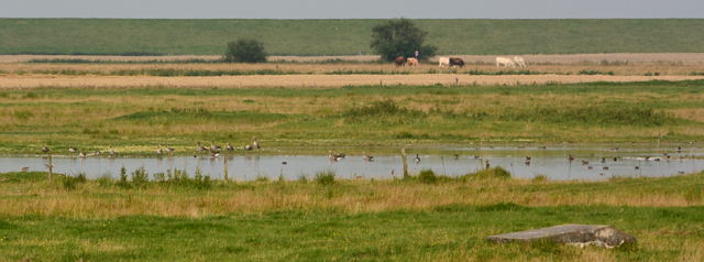 Niedrige Wasserstände auf der Kompensationsmaßnahme Niedrige Wasserstände auf der Kompensationsmaßnahme